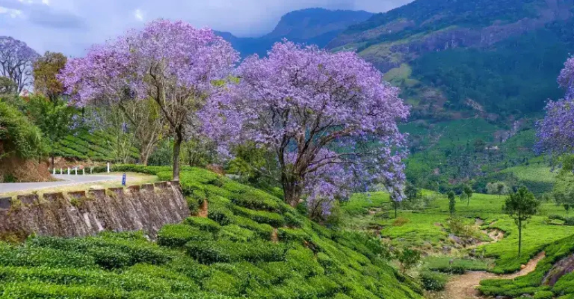 Munnar